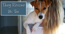 Rescue Them, They Rescue Us. Picture of a small brown and white dog on a girls shoulder.