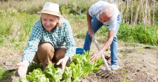 Gardening for Health. Picture of an elderly caucasian man and woman working in a garden.