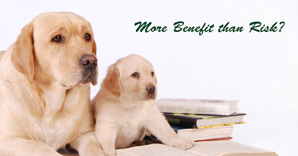 Do Pets Increase Fall Risk in the Elderly? Picture of a grown tan colored dog and a tan colored puppy beside each other.