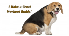 Obesity in Pets and Humans. Picture of a very overweight beagle dog.